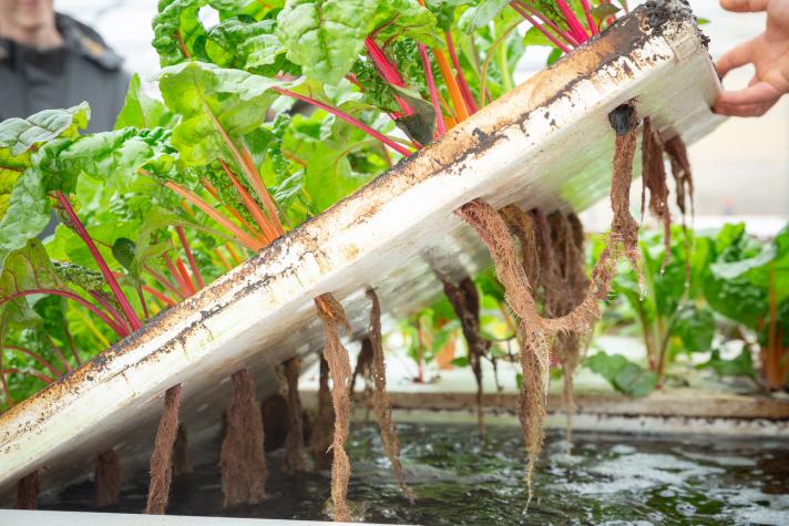 Growing vegetables