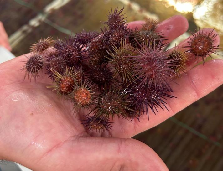 Sea urchin grown at Algafrés production facility