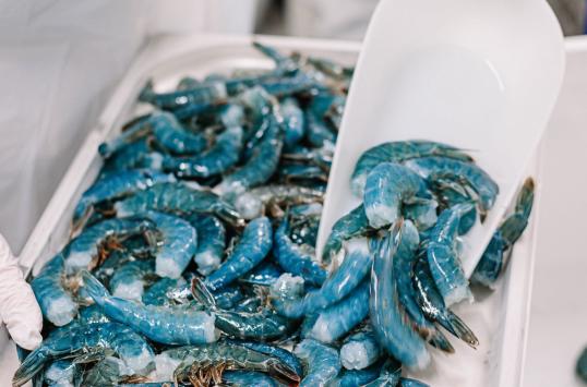 This is the L. vannamei species. The distinctive royal blue look is achieved through Aquapurna’s grow-out environment.