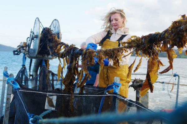 Lorraine Gallagher harvesting seaweed on Mulroy Bay