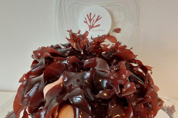 A handful of fresh dulse