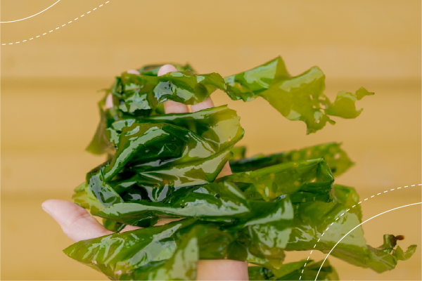 A hand holding a handful of green seaweed against a mustard yellow background.